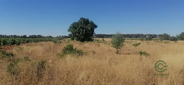 Finca rústica de 0,59 ha en venta en Socuéllamos, Ciudad Real