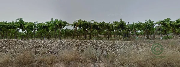 Finca agrícola de 1,1477 ha en venta en Aspe pedanias, Alicante