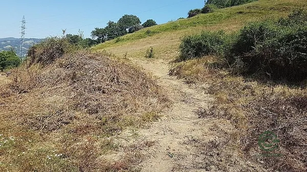 Spot image