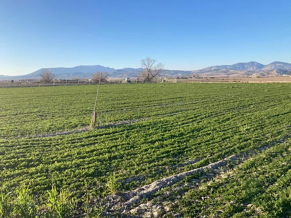 Finca rústica de 0,5308 ha en venta en Pinos puente, Granada