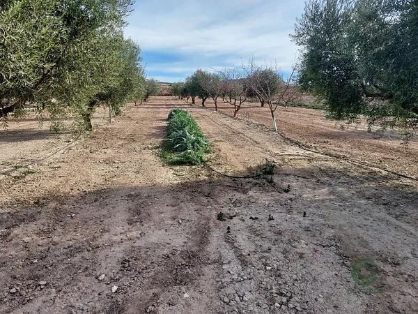 Finca agrícola de 1,9 ha en venta en Cieza, Murcia
