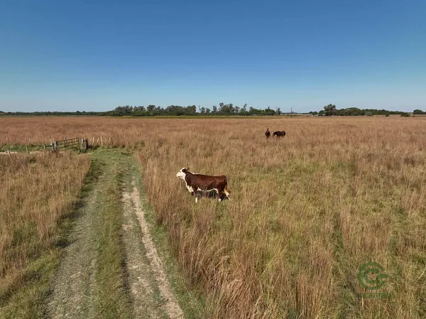 Finca ganadera de 1009 ha en venta en Corrientes