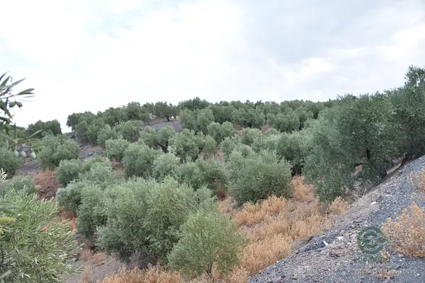 Spot image