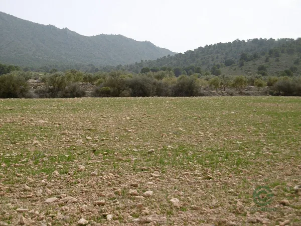 Spot image