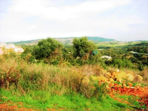 Spot image