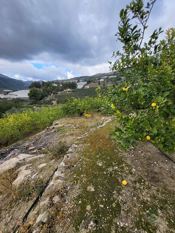 Finca rústica de 0,6 ha en venta en Alicante