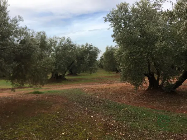Finca agrícola de 3 ha en venta en Jaén