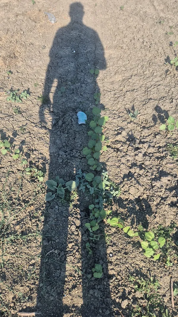 Spot image
