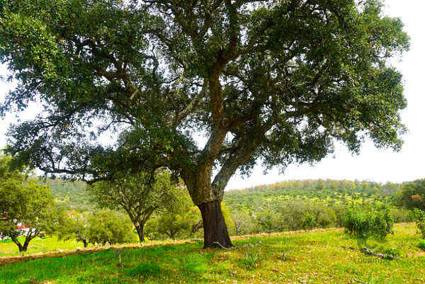 Finca rústica de 1135 ha en venta en Cáceres