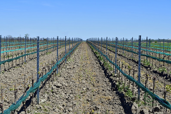 Finca agrícola de 100 ha en venta en Valladolid
