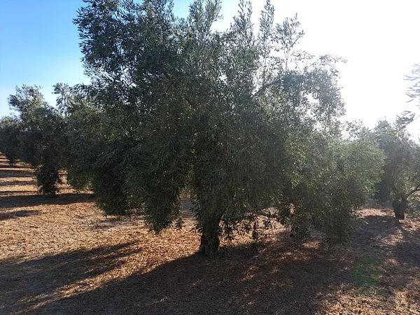 Finca agrícola de 0,75 ha en venta en Quesada, Jaen