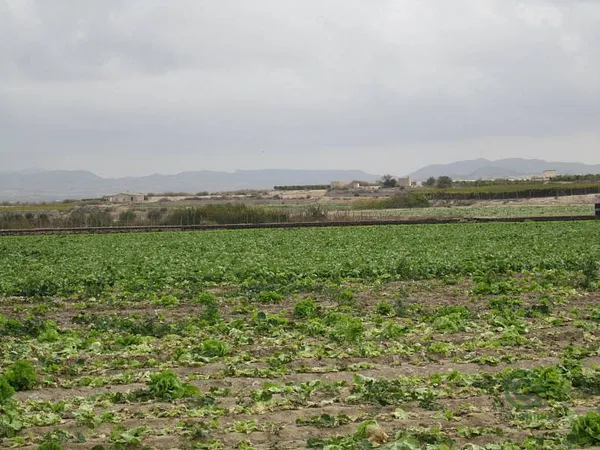 Finca rústica de 10,3 ha en venta en Novelda, Alicante