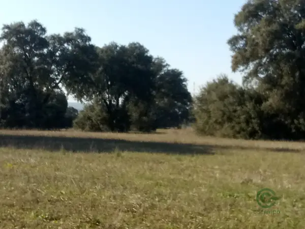 Spot image