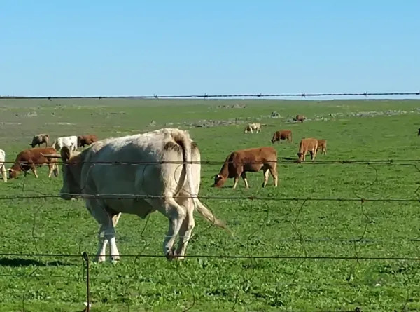 Finca rústica de 470 ha en venta en Cáceres