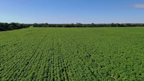 Finca agrícola de 360 ha en venta en Salta