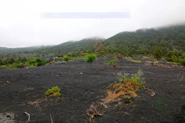 Finca rústica de 0,25 ha en venta en Manchas, las (el paso), Santa cruz de tenerife