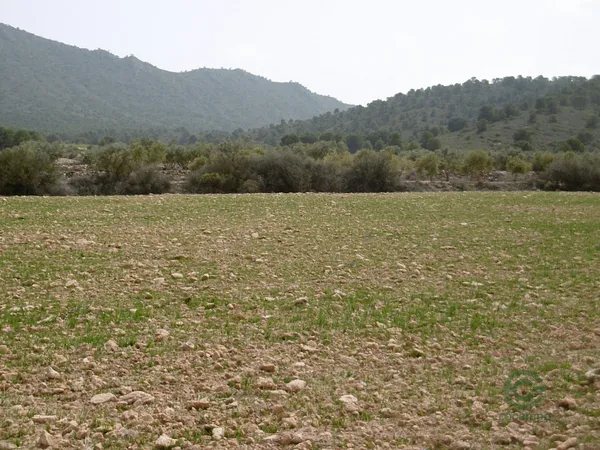 Spot image
