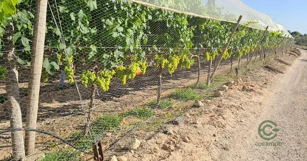 Finca agrícola de 2,1 ha en venta en Monforte del cid, Alicante