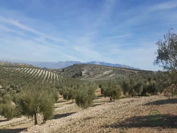 Finca rústica de 203,8246 ha en venta en Cabra de santo cristo, Jaén