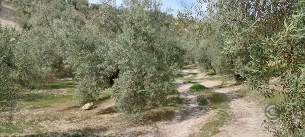 Spot image