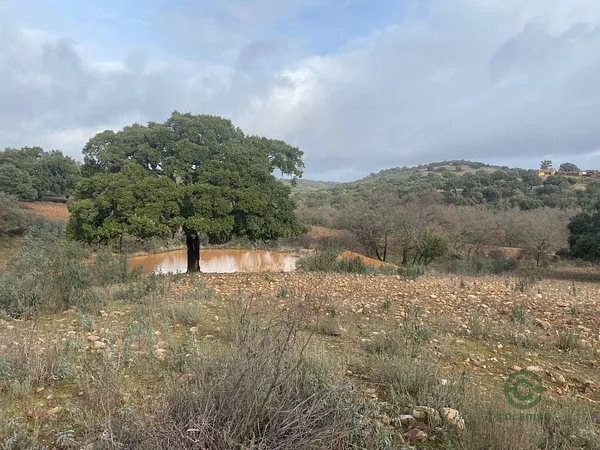 Finca rústica de 670 ha en venta en Ciudad real