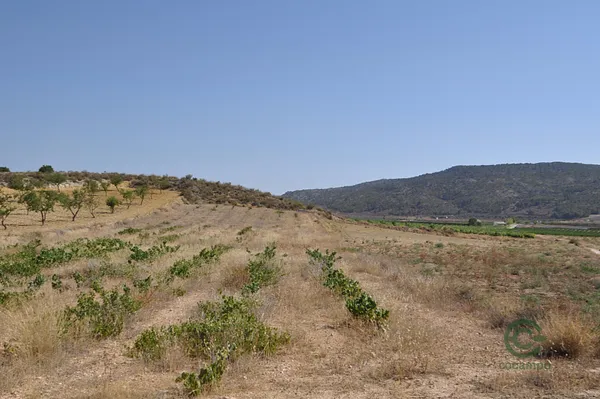 Finca agrícola de 0,3 ha en venta en Pinoso, Alicante