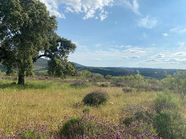 Finca rústica de 145 ha en venta en Toledo