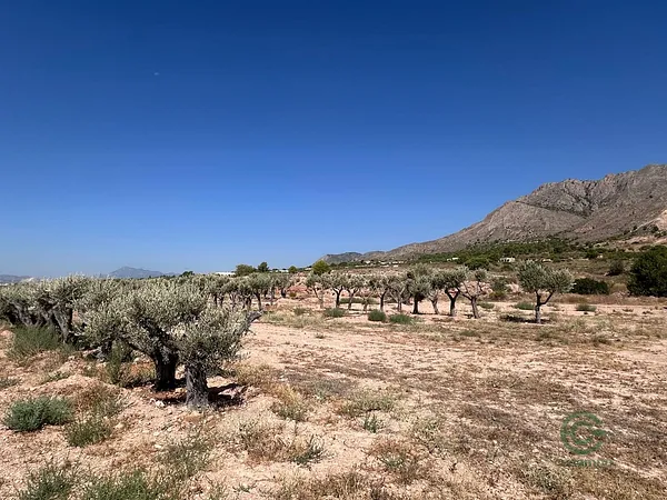 Spot image