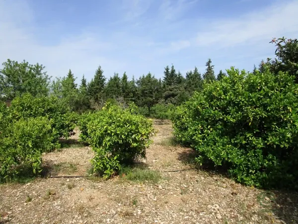 Finca agrícola de 0,31 ha en venta en Aldover, Tarragona