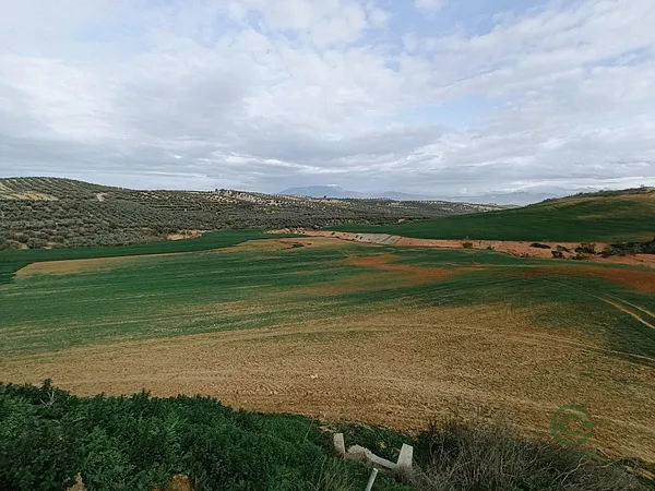 Spot image