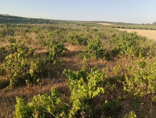 Finca agrícola de 0,93 ha en venta en Burgos