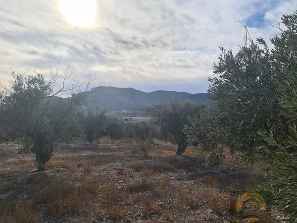 Spot image