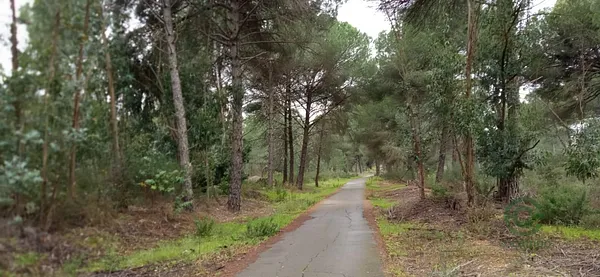 Finca agrícola de 0,8055 ha en venta en Beas, Huelva