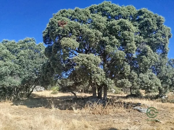 Spot image