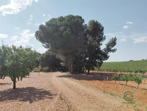 Finca rústica de 0,32 ha en venta en Madrigueras, Albacete