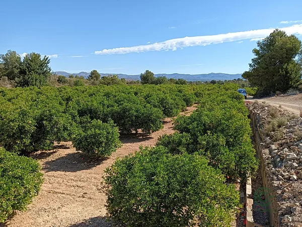 Spot image