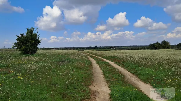 Spot image