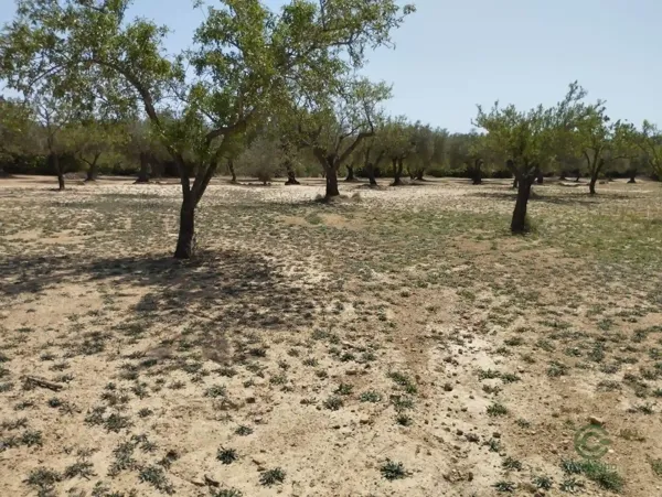 Finca agrícola de 1,1852 ha en venta en Traiguera, Castellon