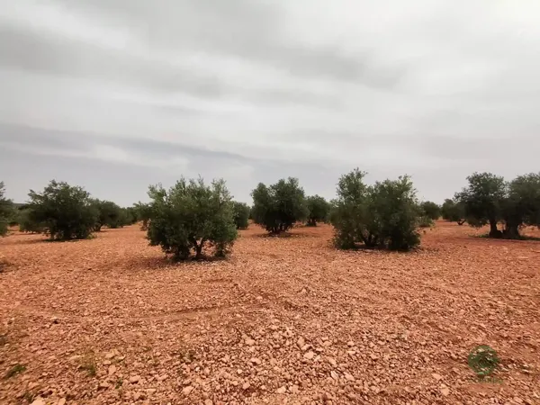 Finca agrícola de 1 ha en venta en Valdepenas, Ciudad real