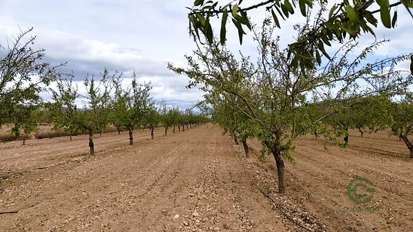 Agricultural property of 0,97 ha for sale in Alicante