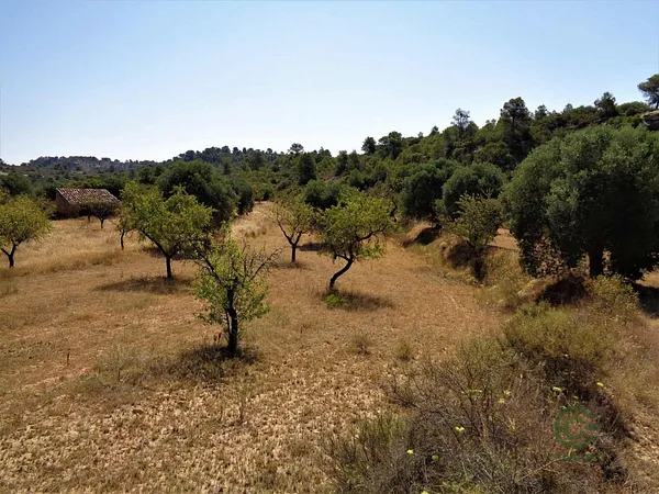 Spot image