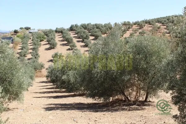 Spot image