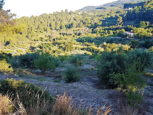 Finca rústica de 0,7 ha en venta en Alicante