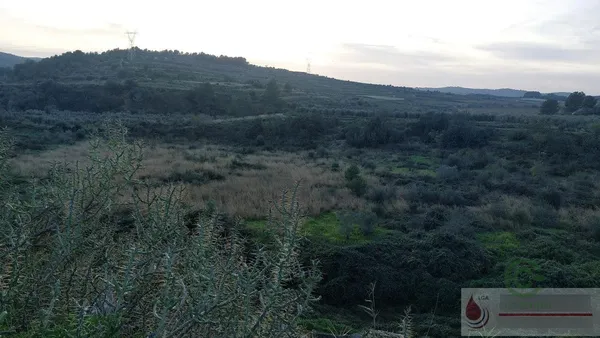 Spot image