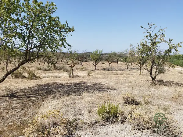 Spot image