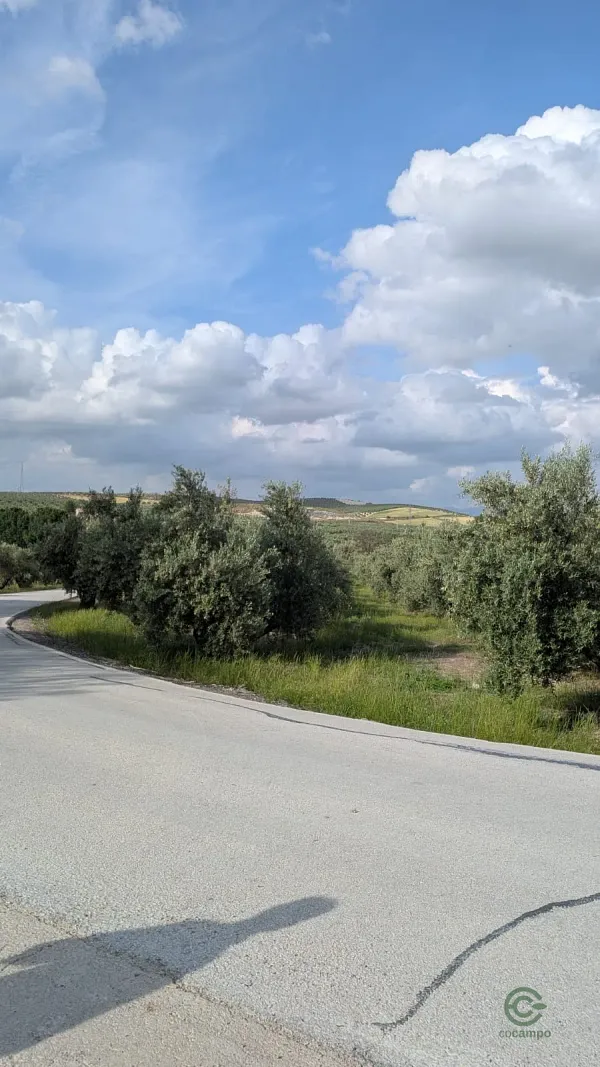 Finca agrícola de 0,7 ha en venta en Jaén