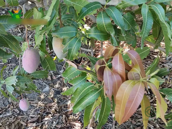 Spot image