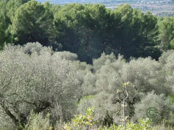 Finca agrícola de 1,2117 ha en venta en Vall d'alba, Castellon