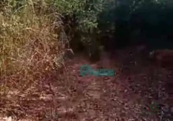 Spot image