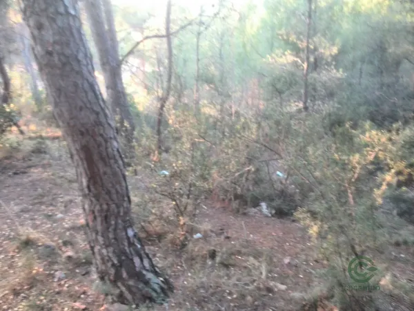 Spot image